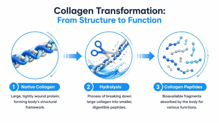 A diagram illustrating the transformation of native collagen into smaller, bioavailable collagen peptides through hydrolysis.