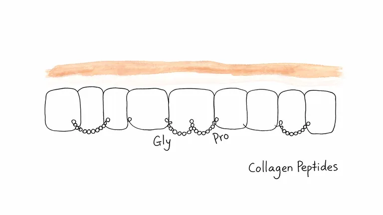 A diagram illustrating collagen peptides as small molecular chains connecting structural cells for gut health support.