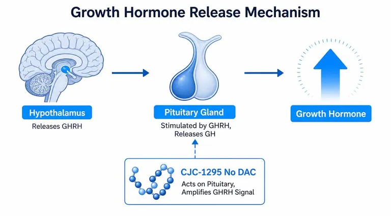 A diagram illustrating how CJC-1295 No DAC amplifies the growth hormone release mechanism in the human body.
