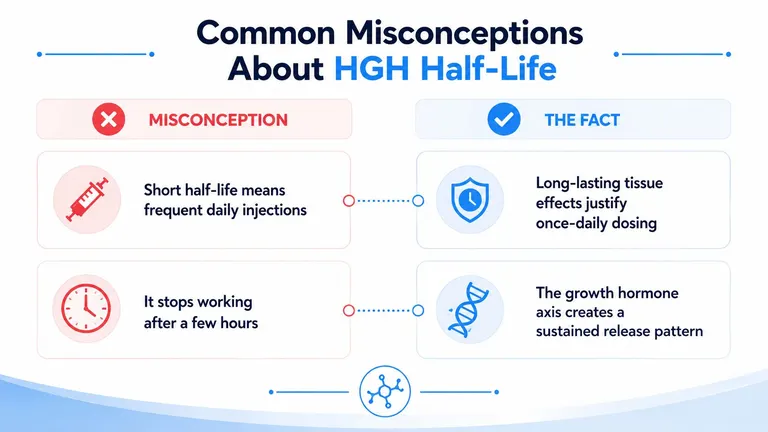 A chart comparing misconceptions and facts about human growth hormone, or HGH, half-life and daily dosing requirements.