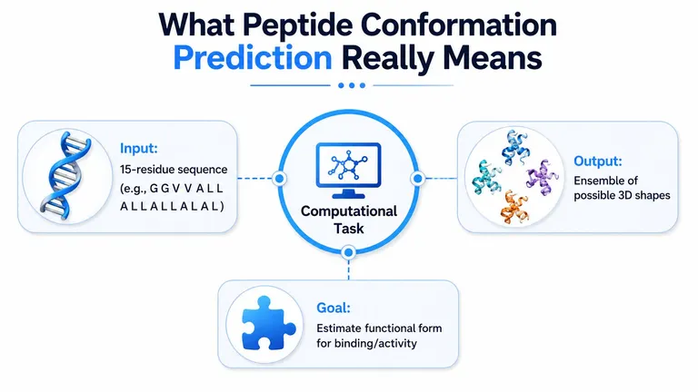 A diagram illustrating peptide conformation prediction through an input sequence, computational task, and output of 3D shapes.