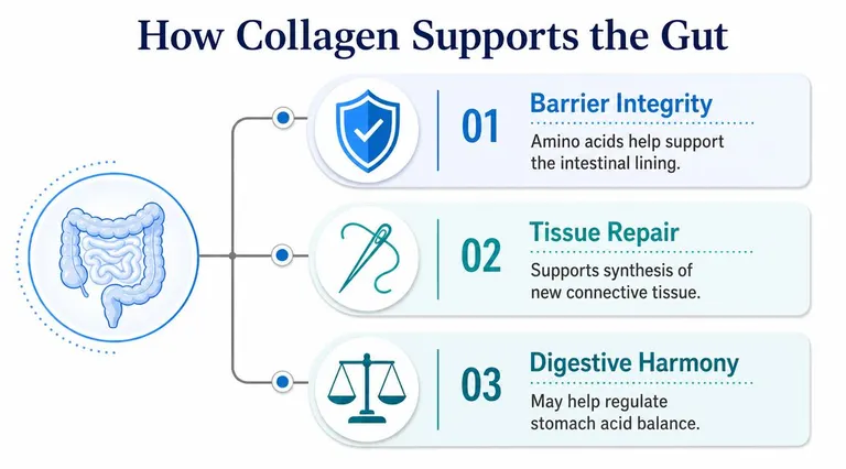 A diagram illustrating how collagen supports gut health through barrier integrity, tissue repair, and digestive harmony.