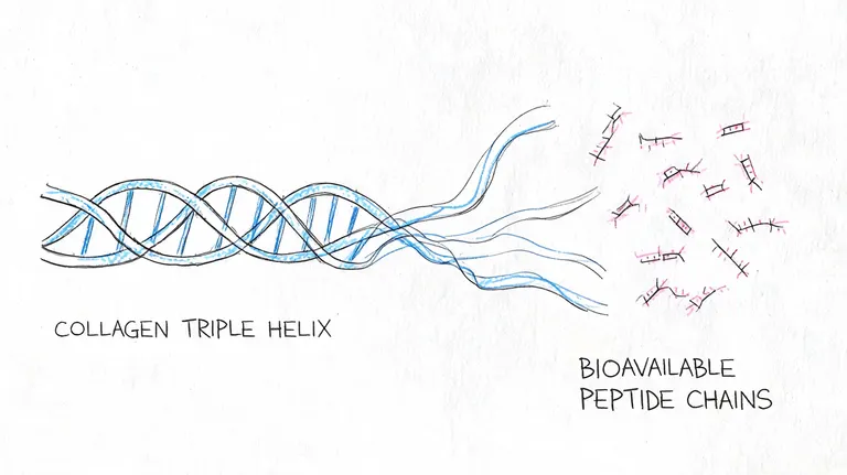 A hand-drawn illustration showing the degradation of a collagen triple helix into smaller bioavailable peptide chains.