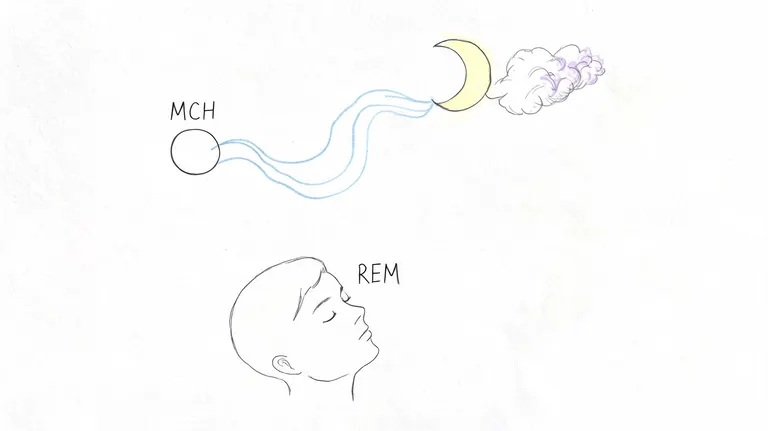 A hand-drawn illustration depicting the connection between MCH neurons, sleep cycles, and REM sleep phases.