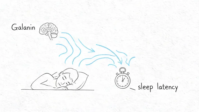 A diagram illustrating how the neurotransmitter Galanin influences sleep latency, showing a brain, a sleeping person, and a timer.
