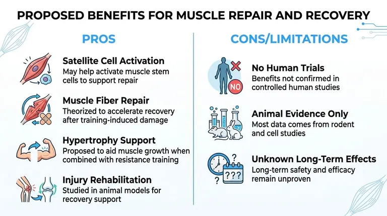 An infographic detailing the potential benefits and current limitations of PEG-MGF peptide for muscle repair and recovery.